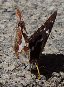 Purple Emperor - Apatura iris © Teresa Farino